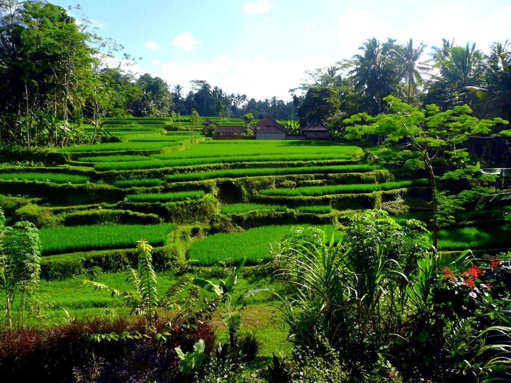 Villa Viola Ubud Kültér fotó