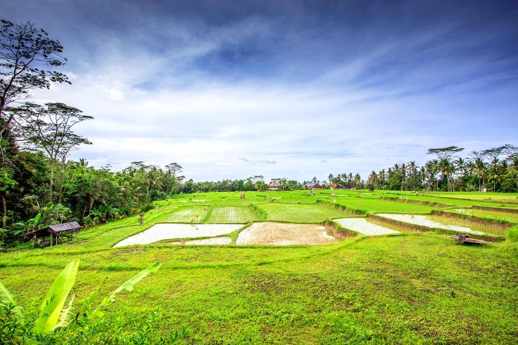 Villa Viola Ubud Kültér fotó